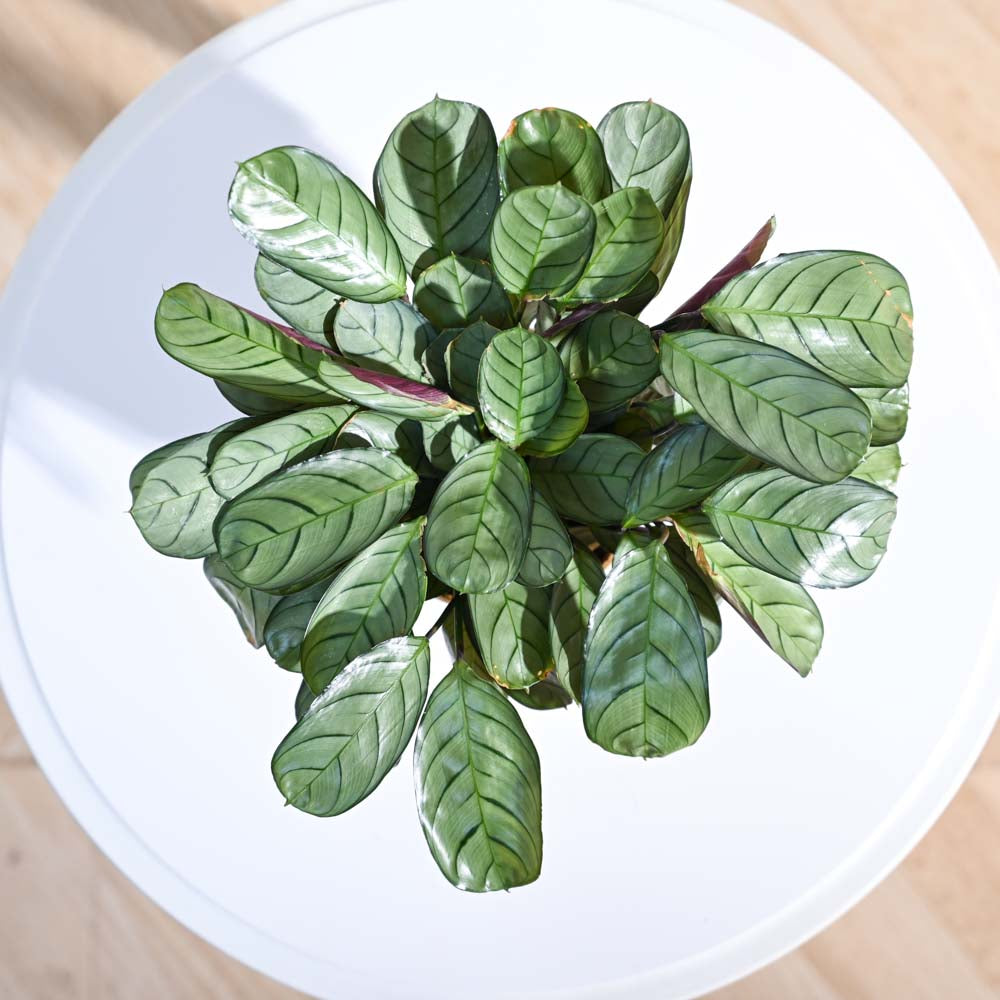 Calathea Prayer Plant - Medium