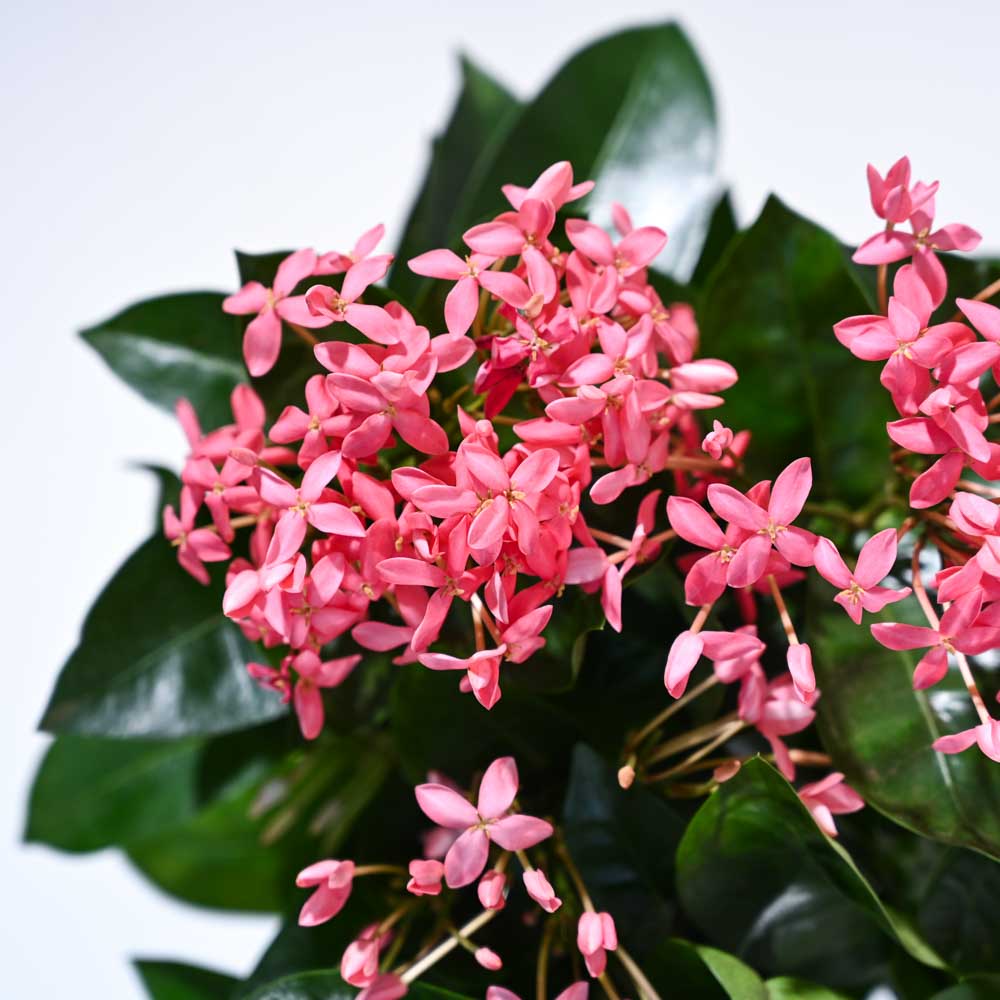 Ixora (Rugmini) Plant - Pink