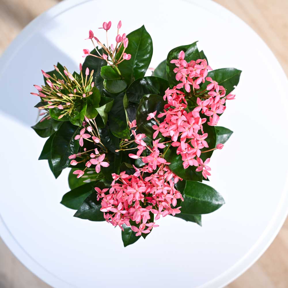 Ixora (Rugmini) Plant - Pink