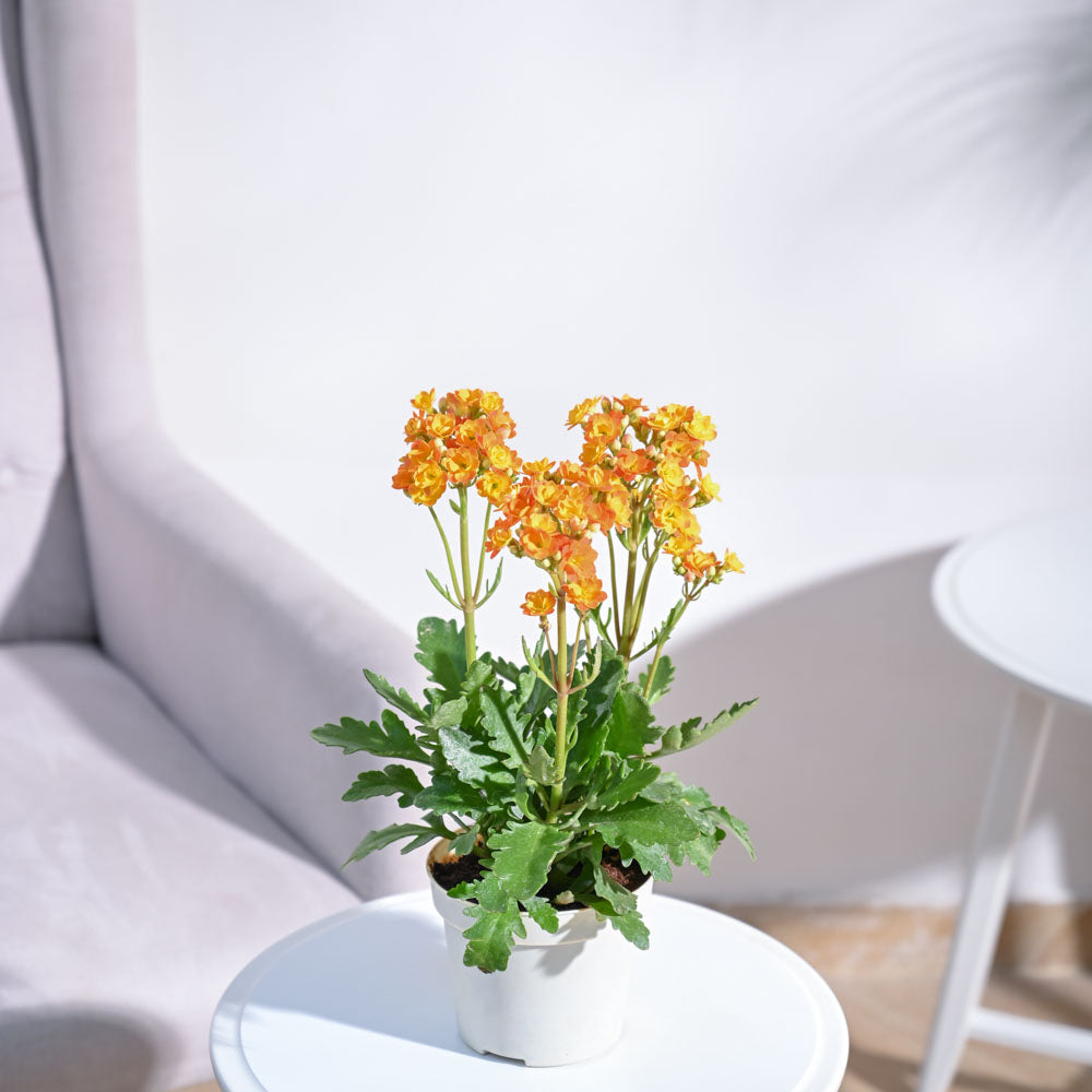 Kalanchoe Plant - Orange