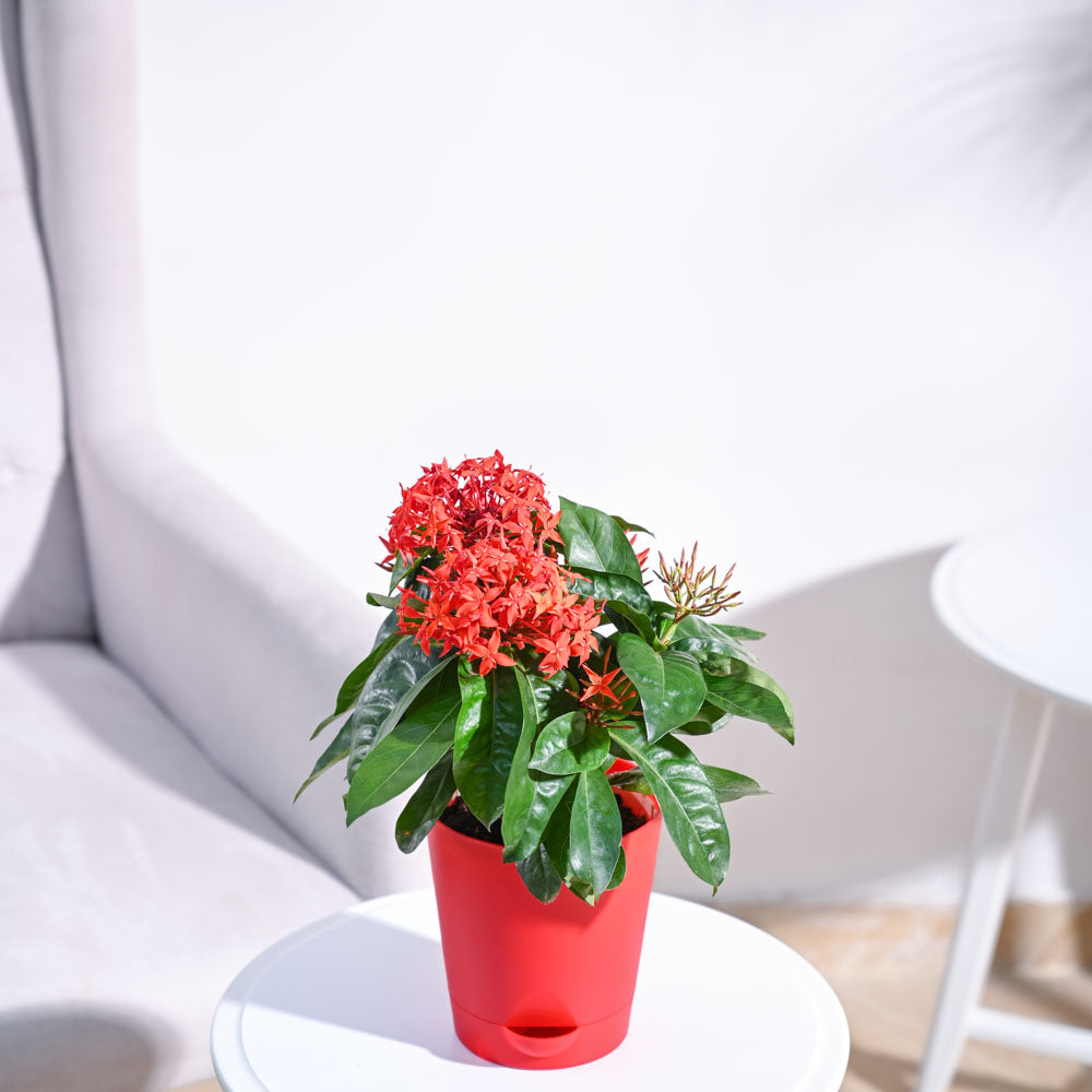 Ixora (Rugmini) Plant - Red