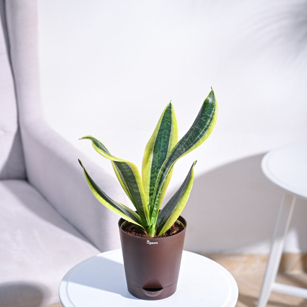 Snake Plant - Futura Superba