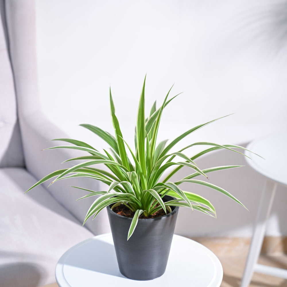 Chlorophytum Spider Plant