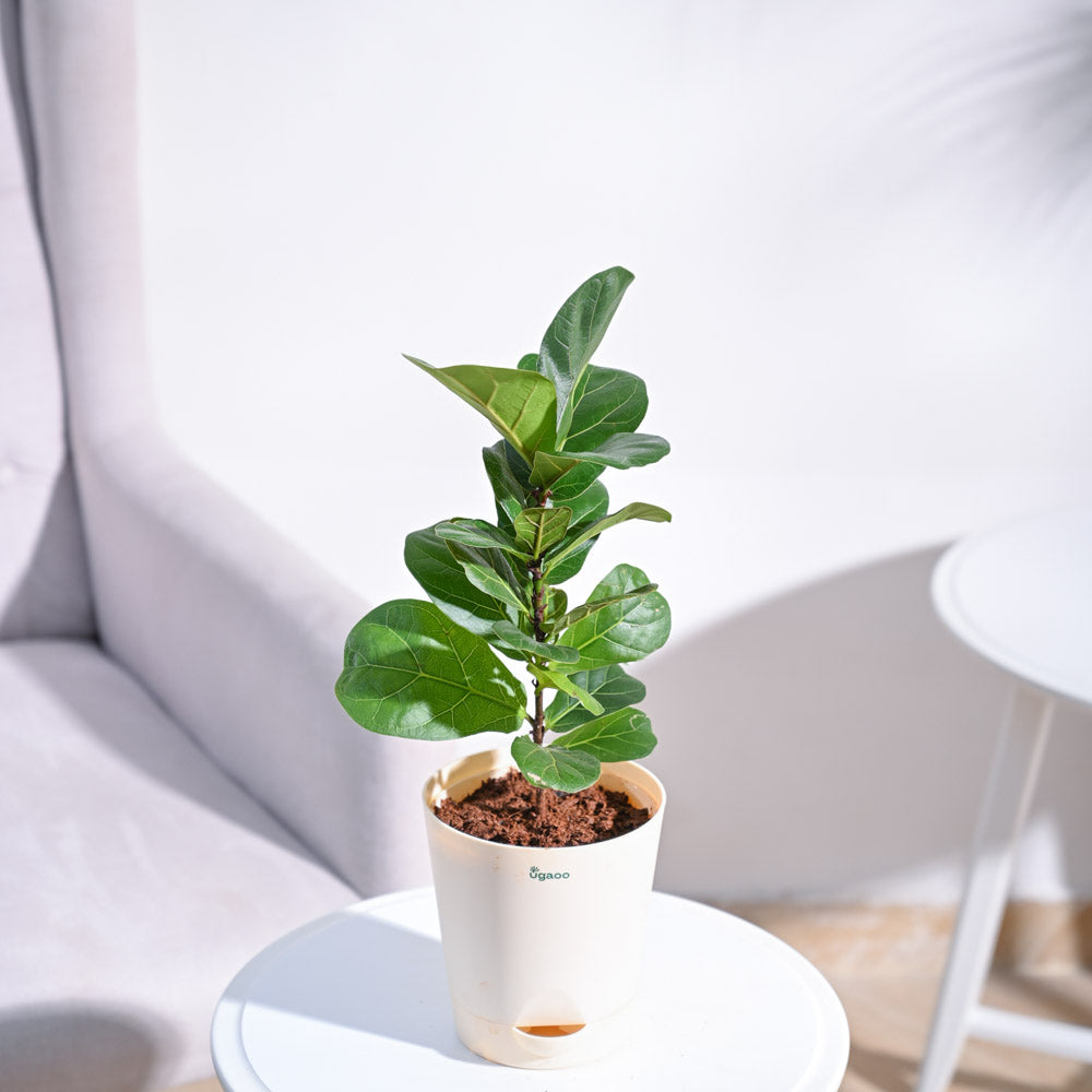 Fiddle Leaf Fig Plant - Bambino