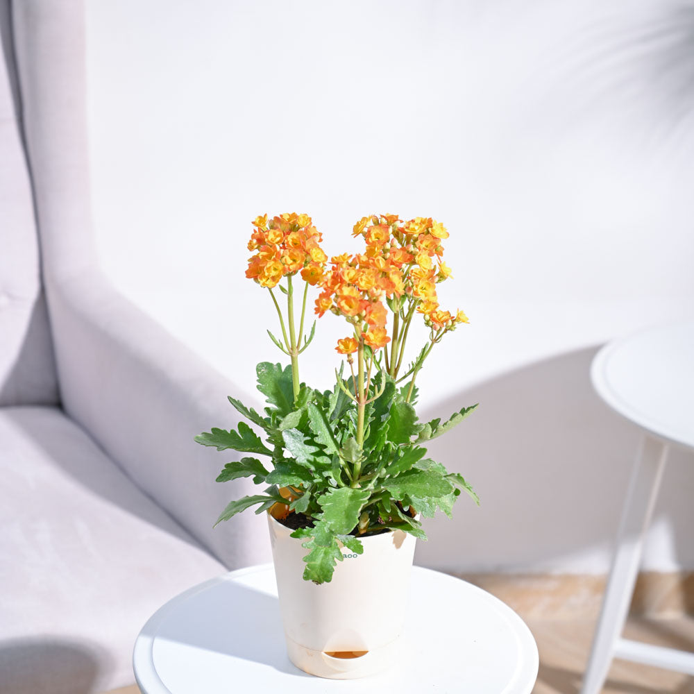 Kalanchoe Plant - Orange