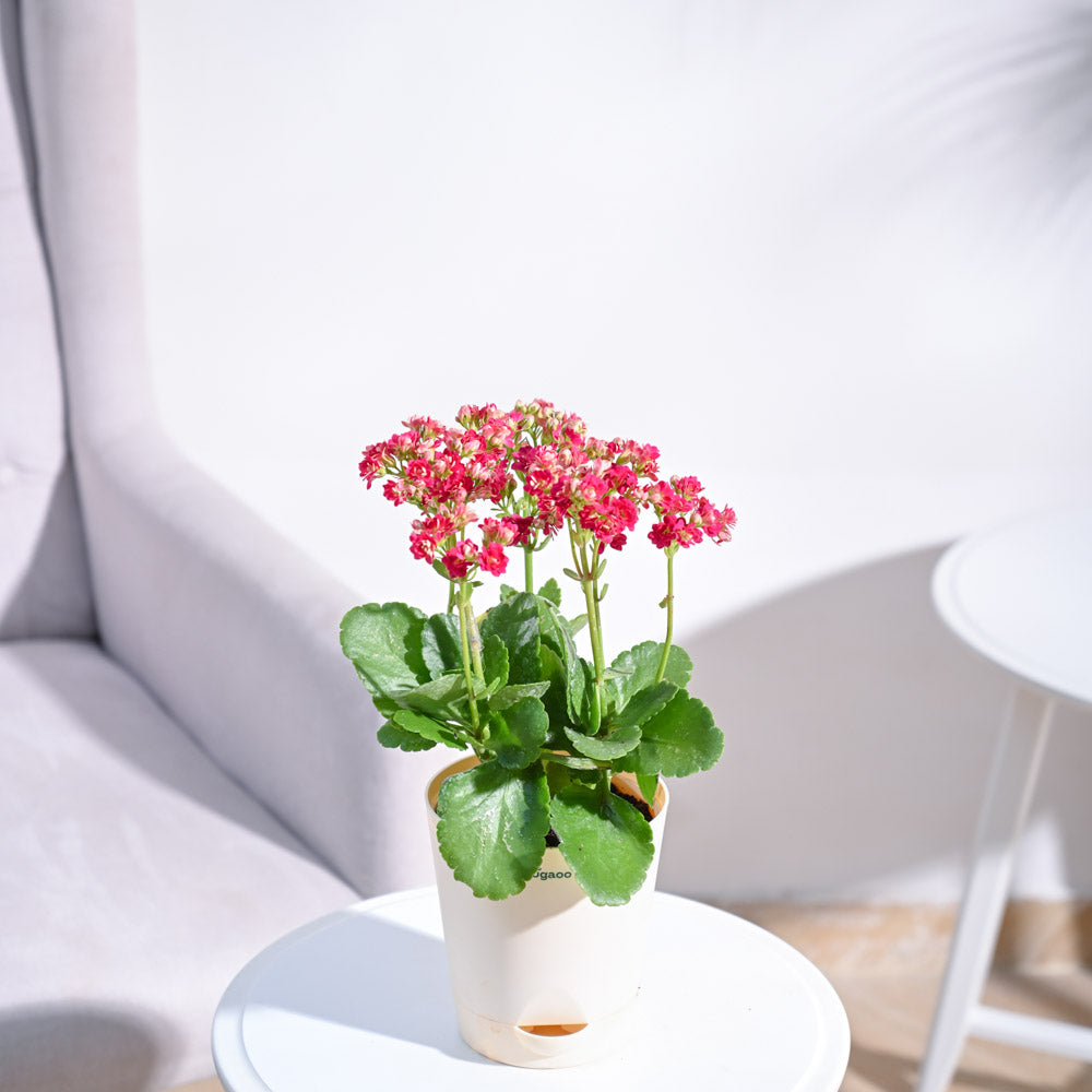 Kalanchoe Plant - Pink