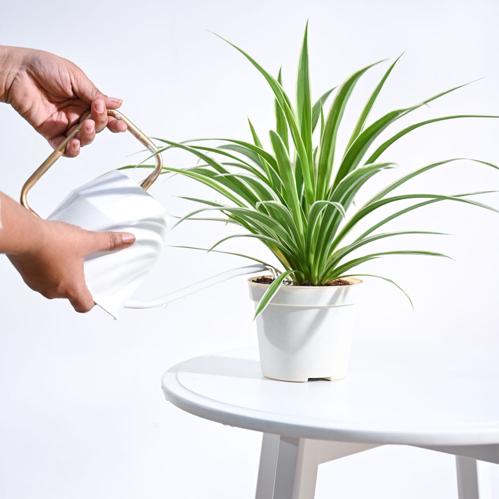 Chlorophytum Spider Plant