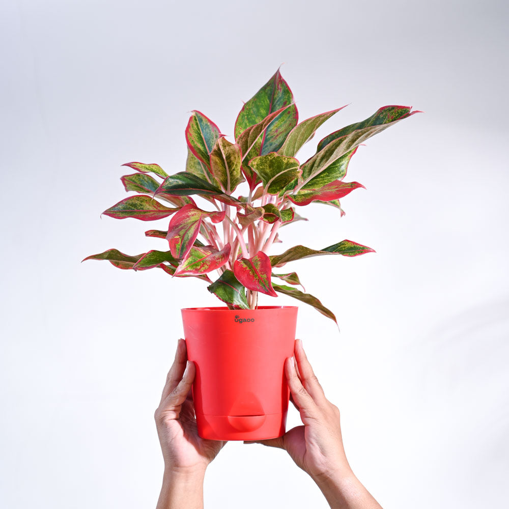 Aglaonema Red Plant