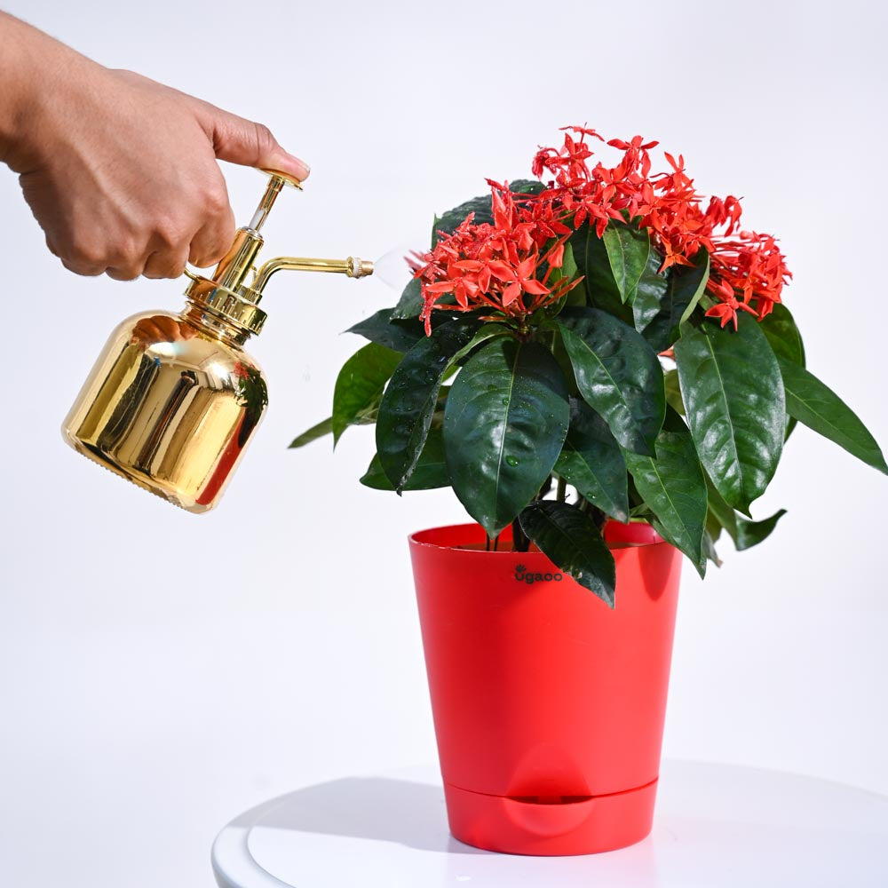 Ixora (Rugmini) Plant - Red