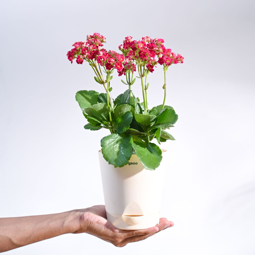 Kalanchoe Plant - Pink