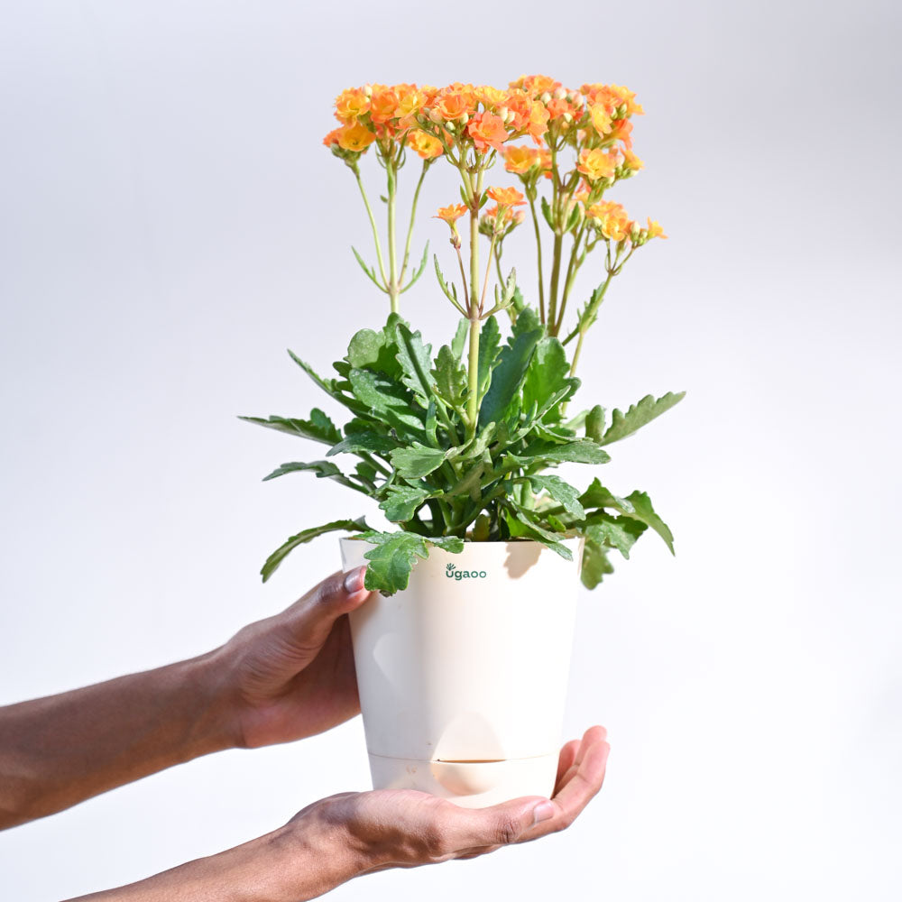 Kalanchoe Plant - Orange