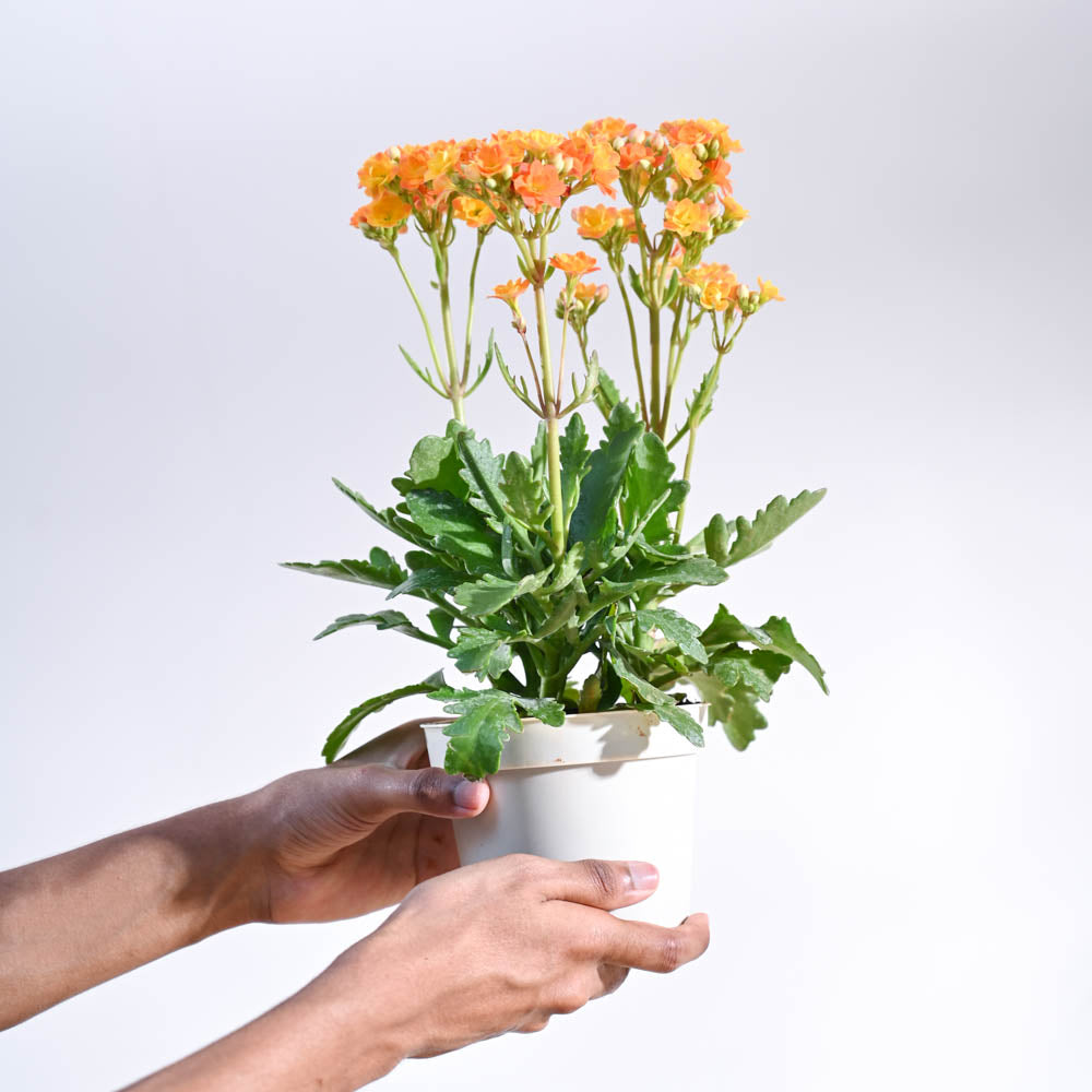 Kalanchoe Plant - Orange