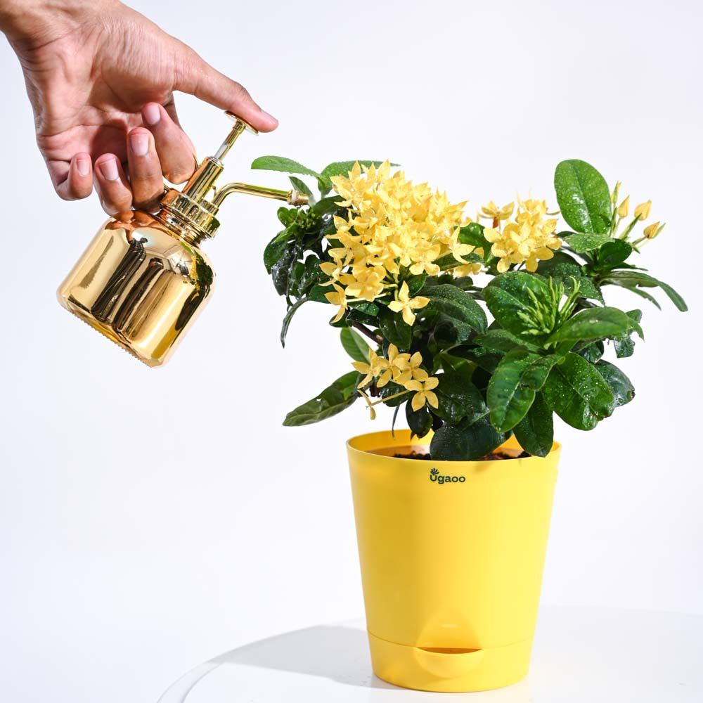 Ixora (Rugmini) Plant - Yellow