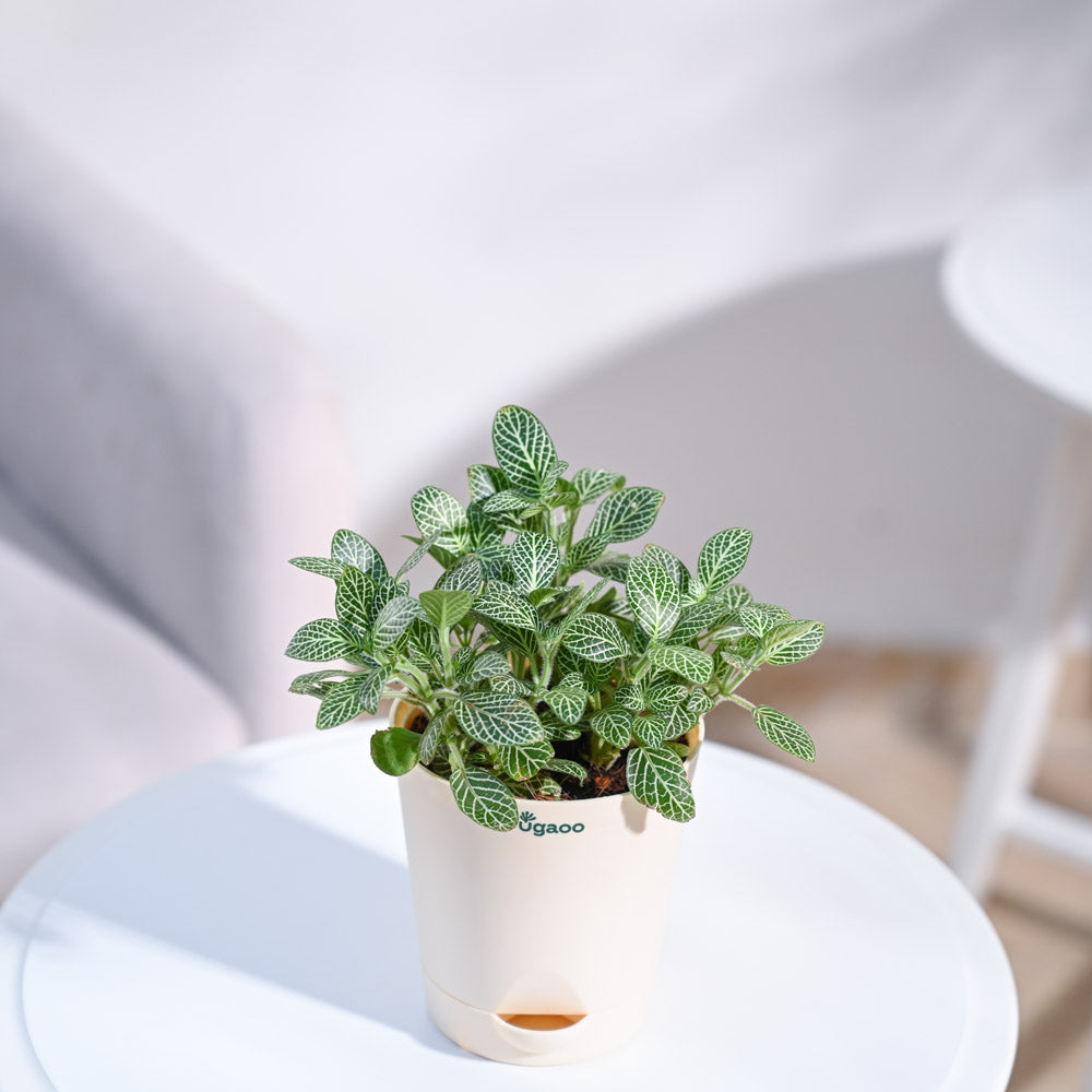 ceramic-pot-sky-blue