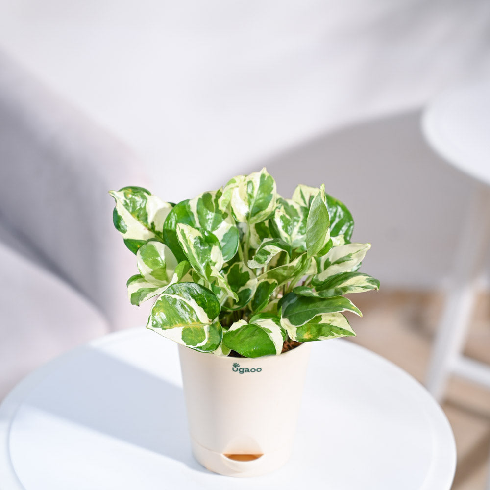 Krish_Light_Green_Self_Watering_Planter