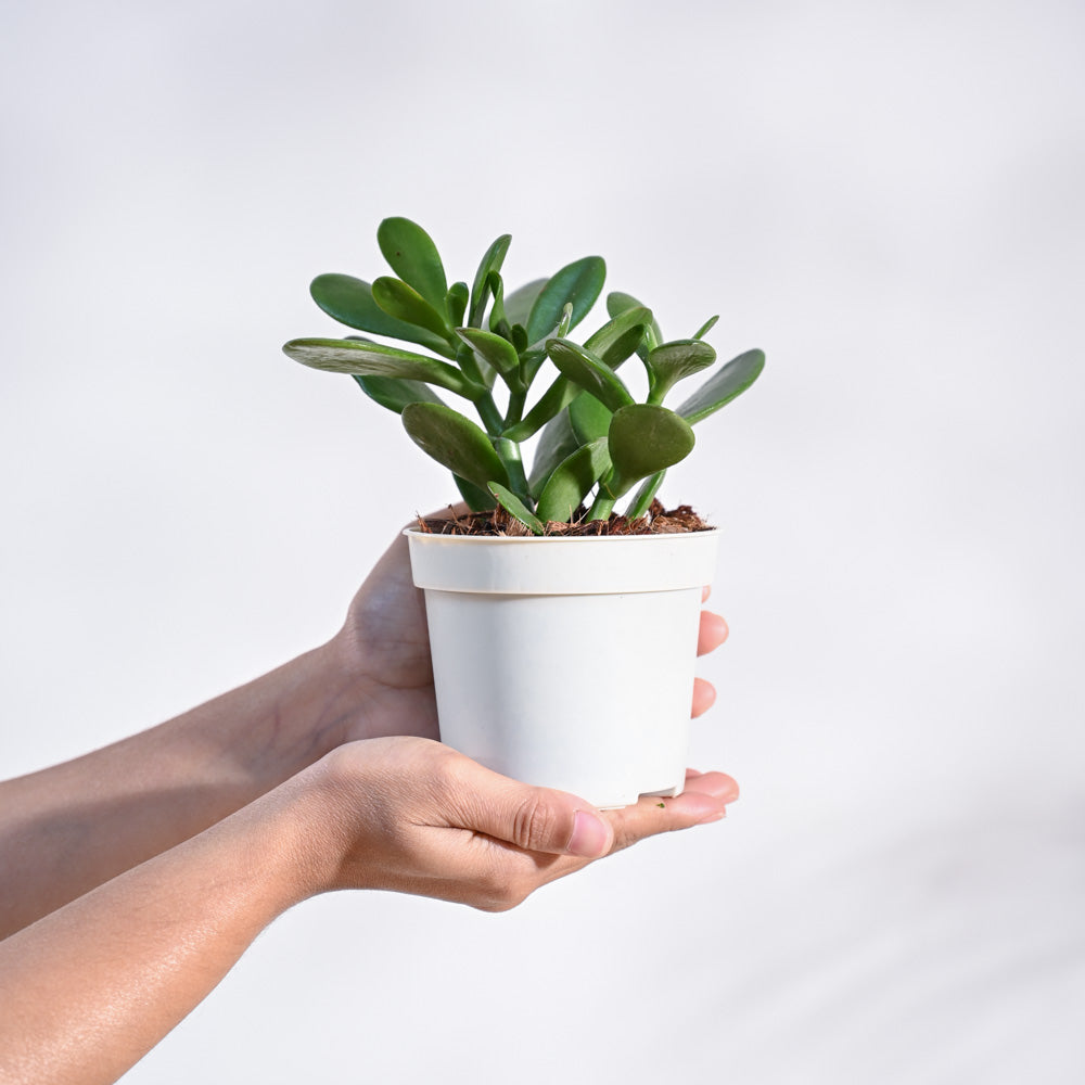 ceramic-pot-white