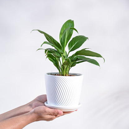 small_ceramic-pot_pink