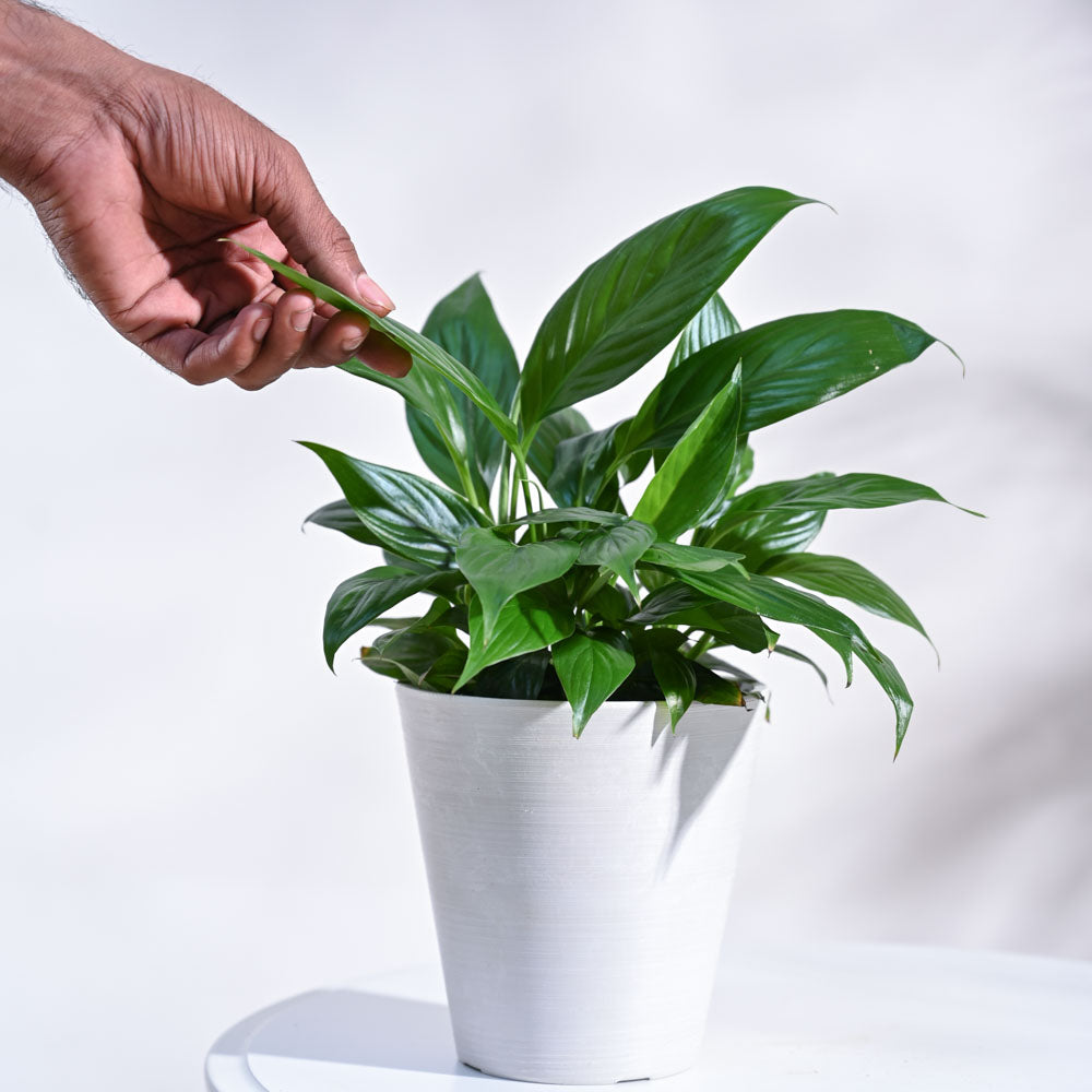 45 lucky plants for home to attract wealth and positivity
