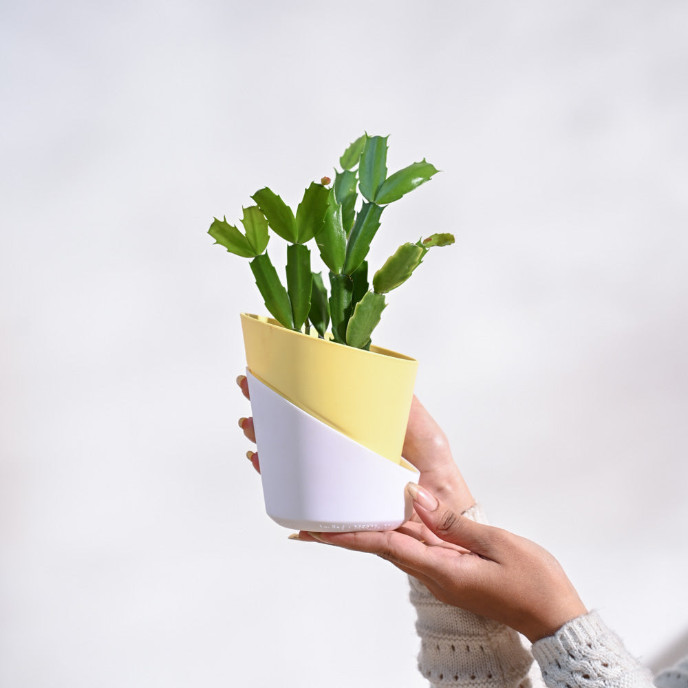 Christmas Cactus