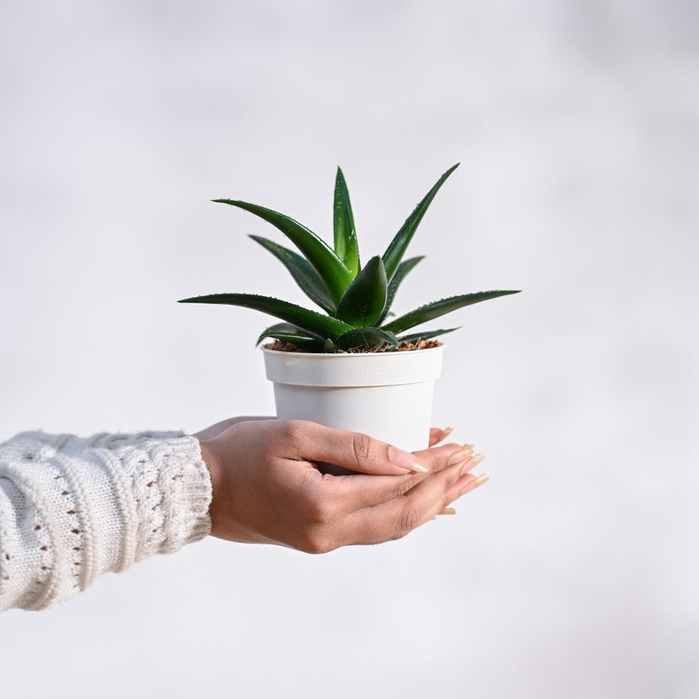 Krish_Brown_Self_Watering_Planter