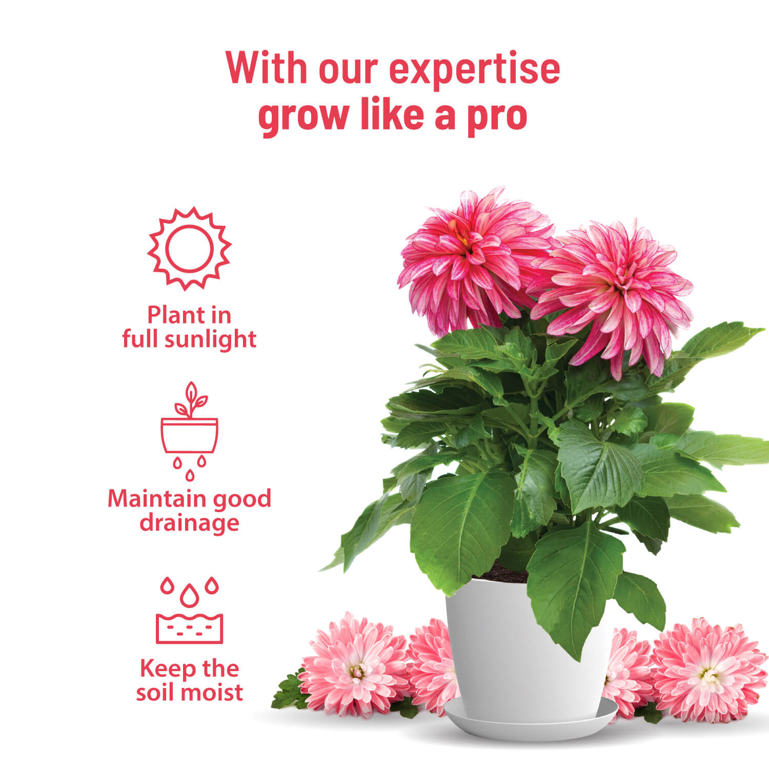 Dahlia Grow Kit