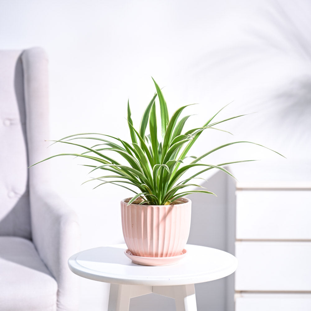 Chlorophytum Spider Plant