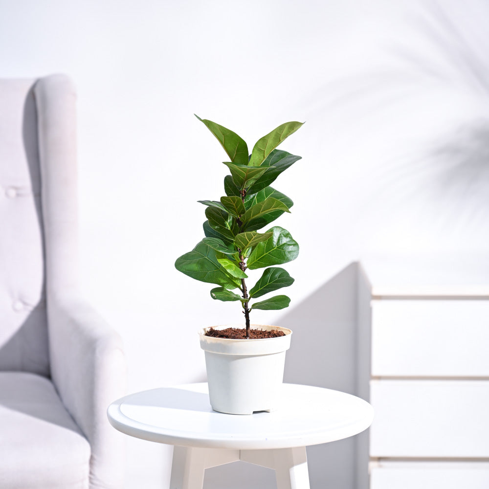 Fiddle Leaf Fig Plant - Bambino