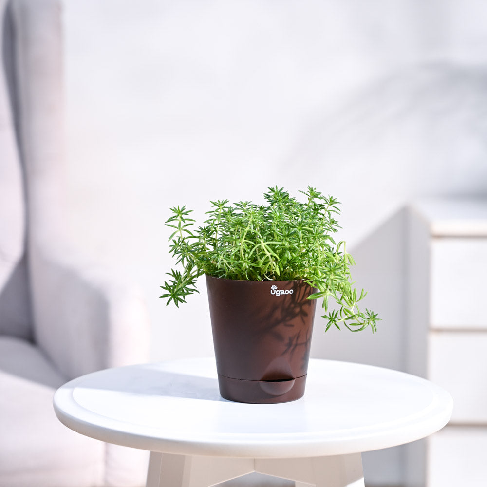 Krish_Brown_Self_Watering_Planter