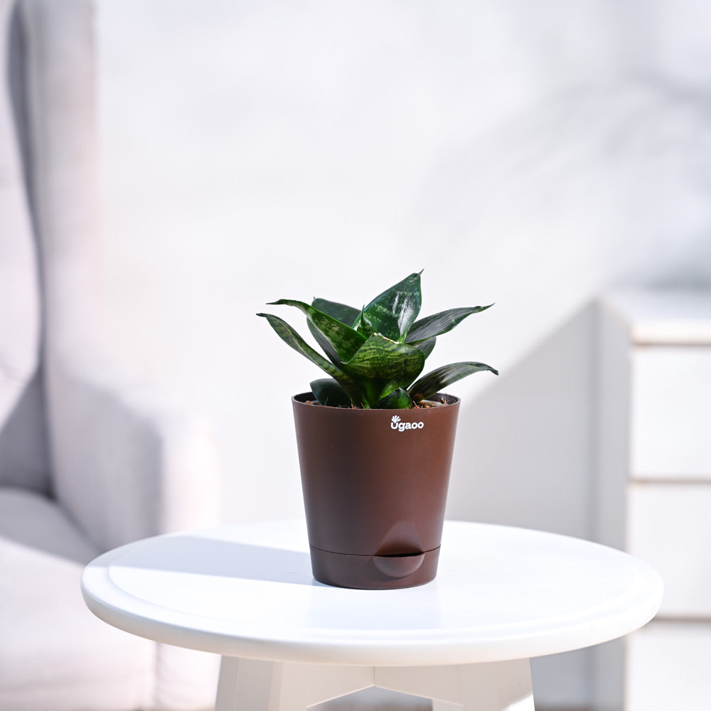 Krish_Brown_Self_Watering_Planter