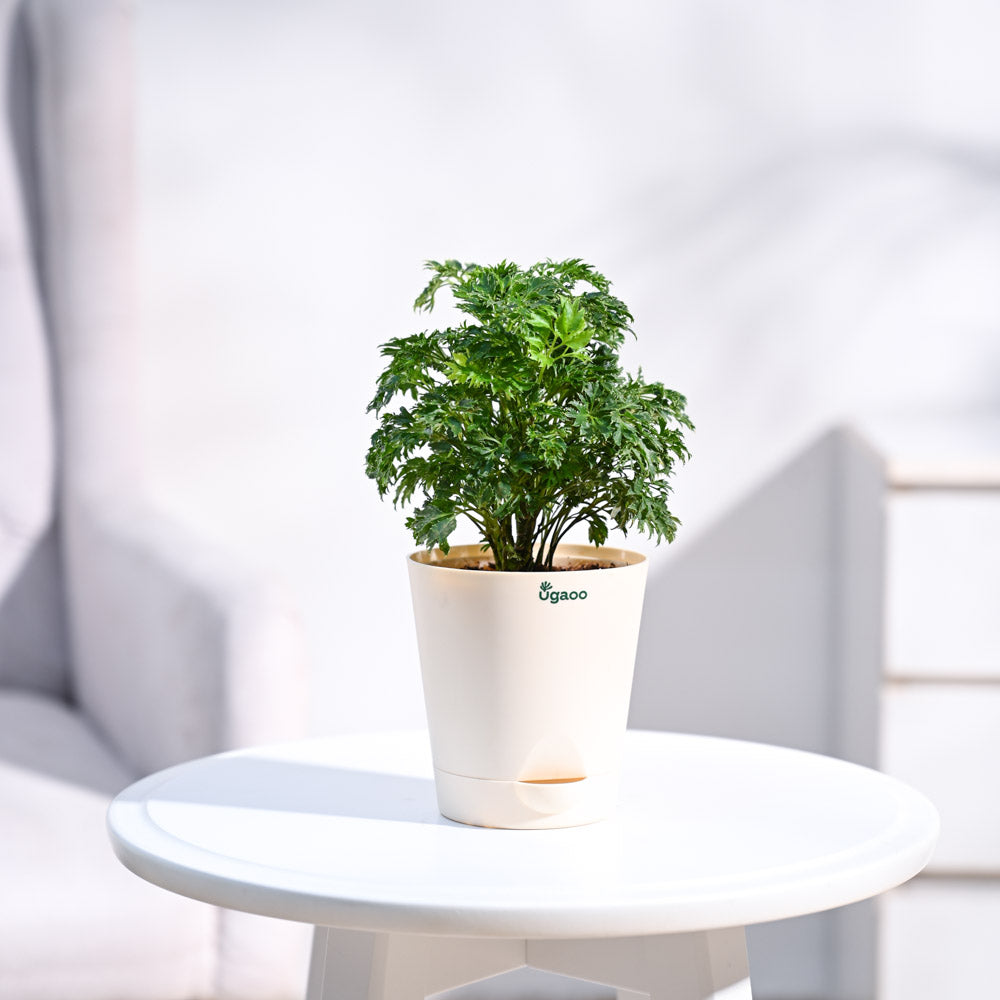 Krish_Ivory_Self_Watering_Planter