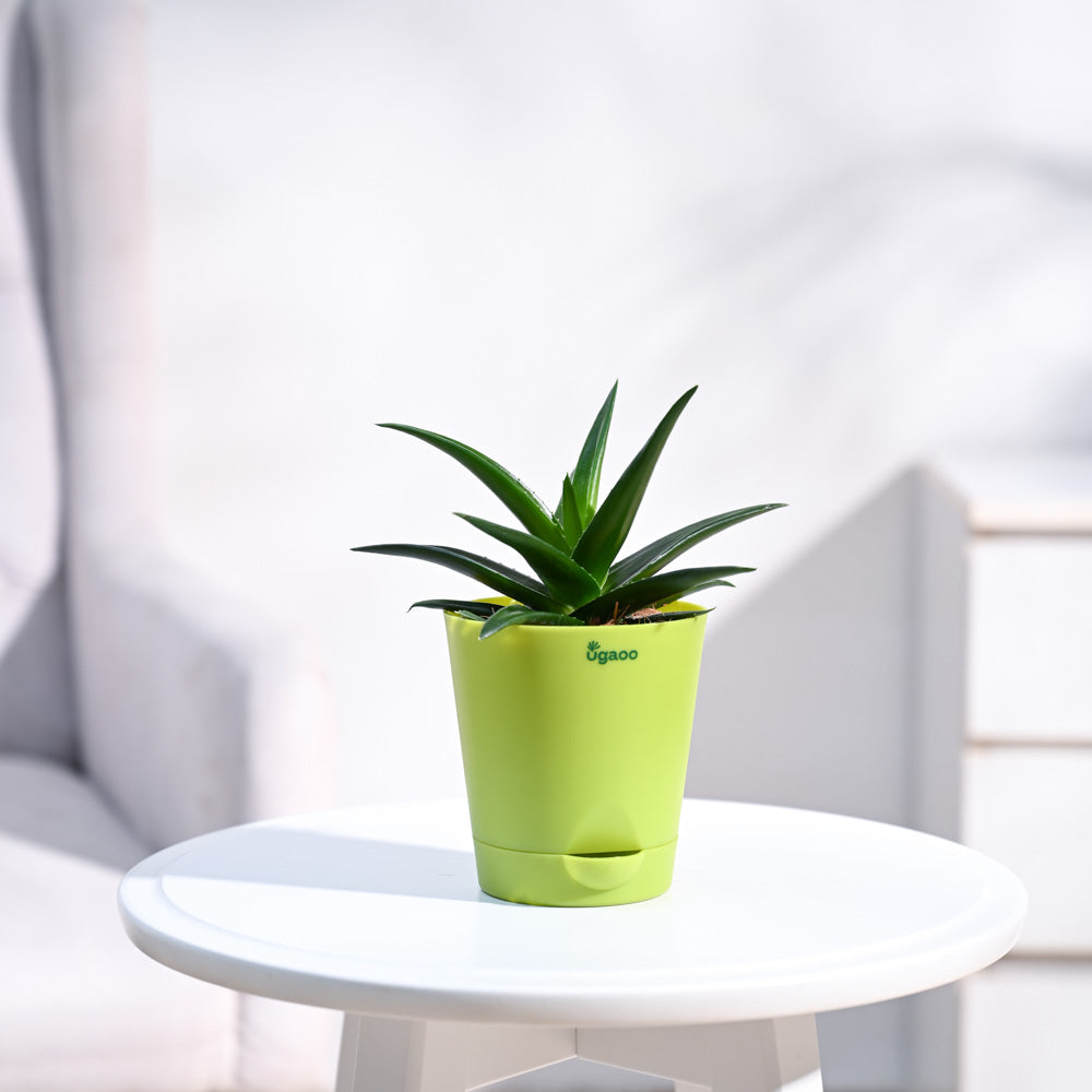 Krish_Light_Green_Self_Watering_Planter