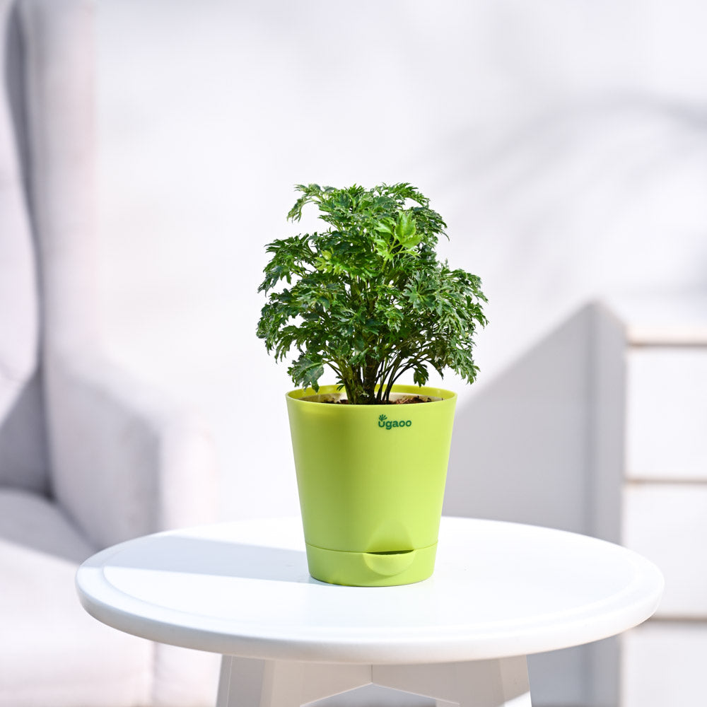 Krish_Light_Green_Self_Watering_Planter