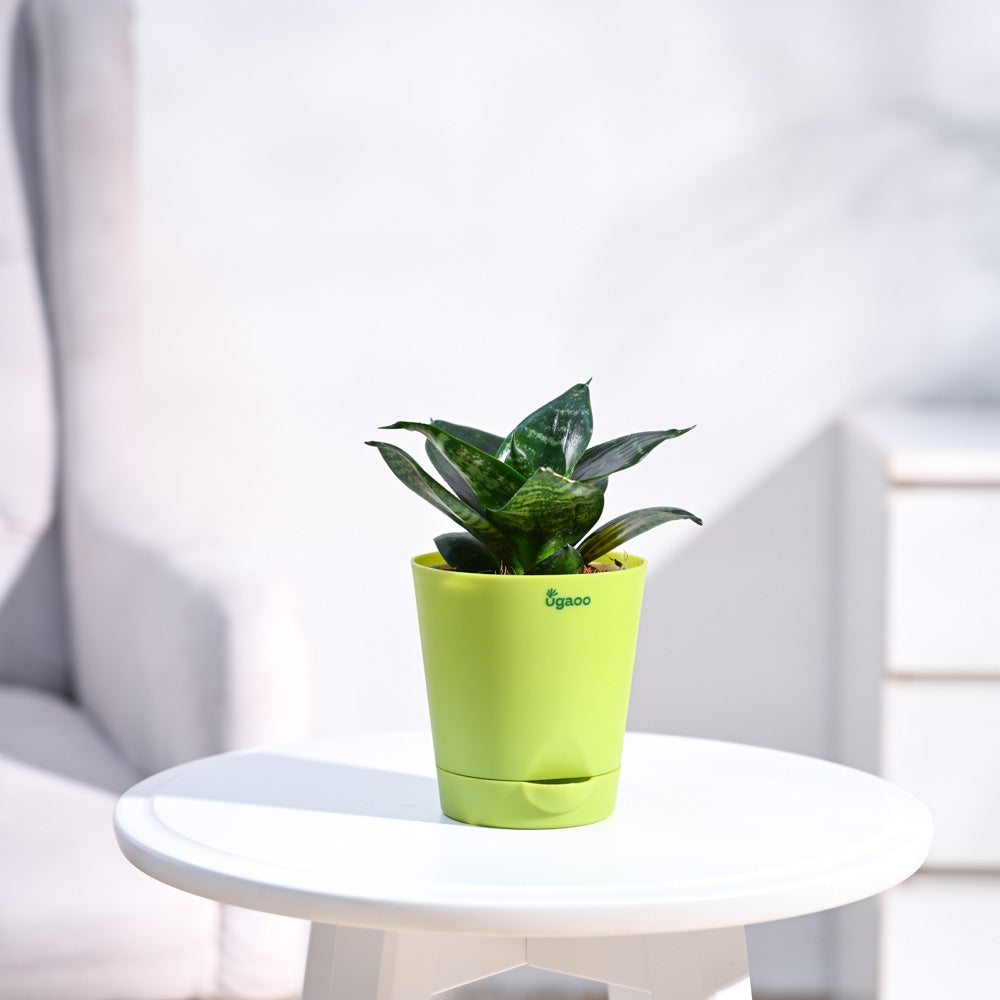 Krish_Light_Green_Self_Watering_Planter