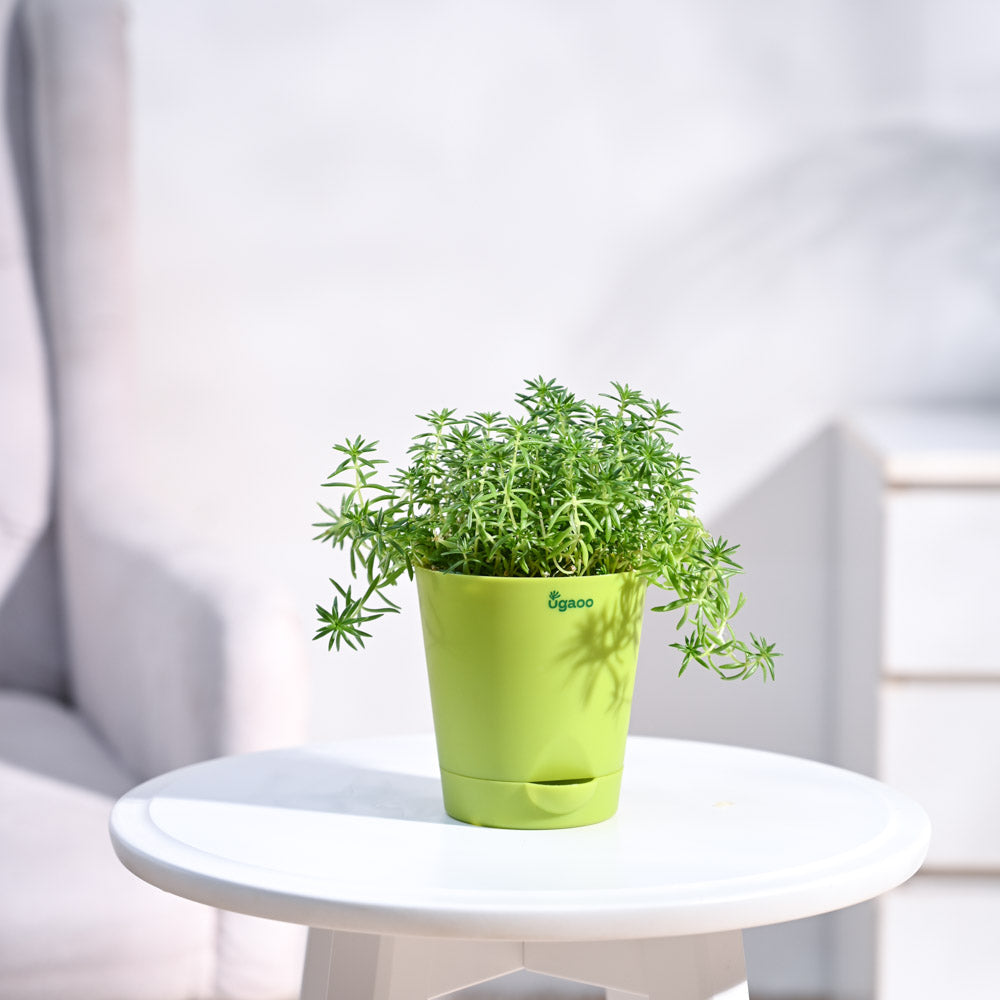 Krish_Light_Green_Self_Watering_Planter