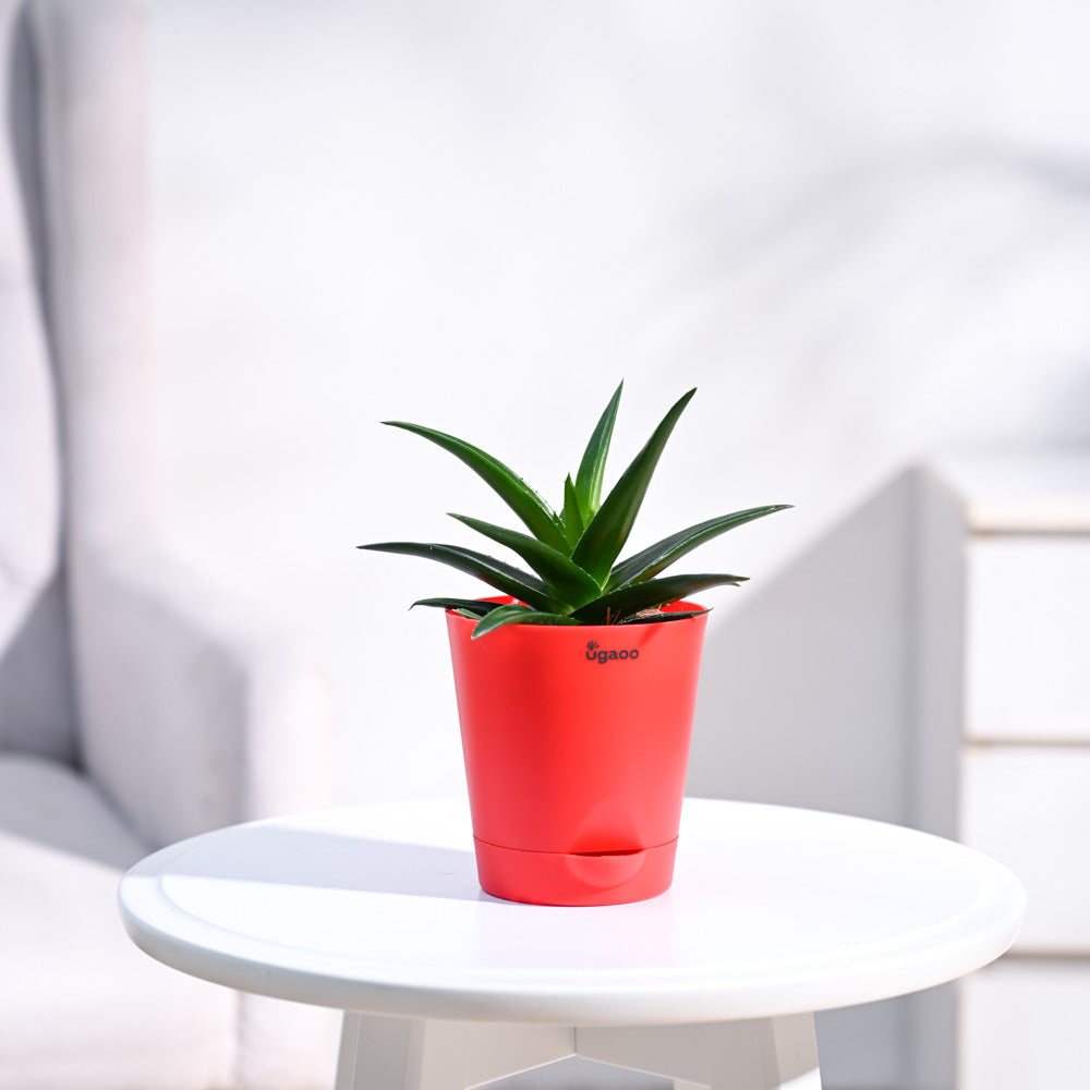 Krish_Red_Self_Watering_Planter