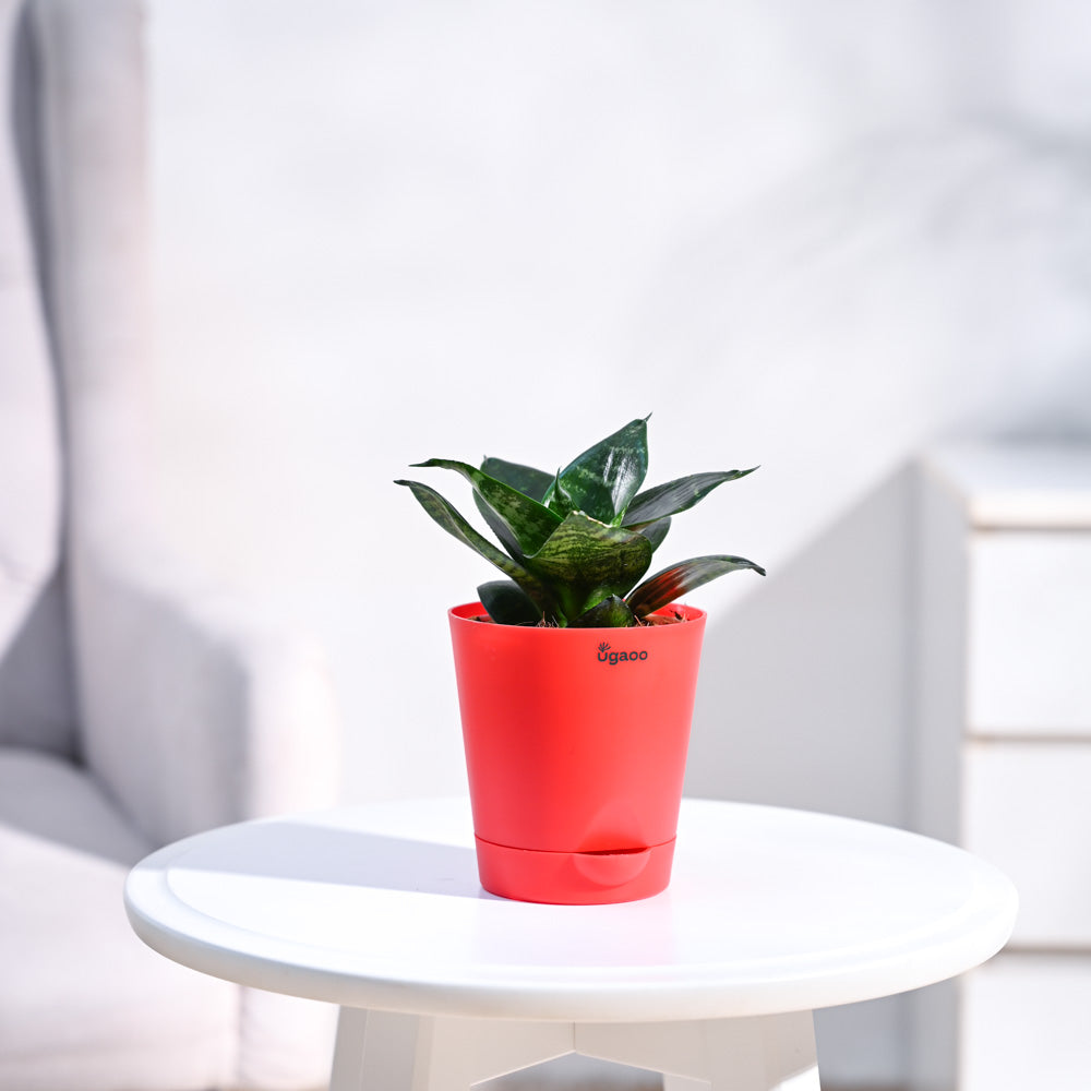 Krish_Red_Self_Watering_Planter