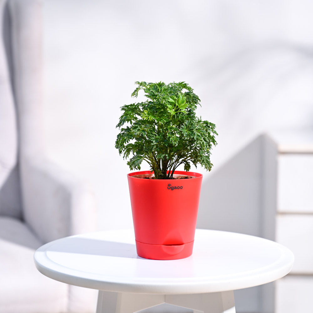 Krish_Red_Self_Watering_Planter