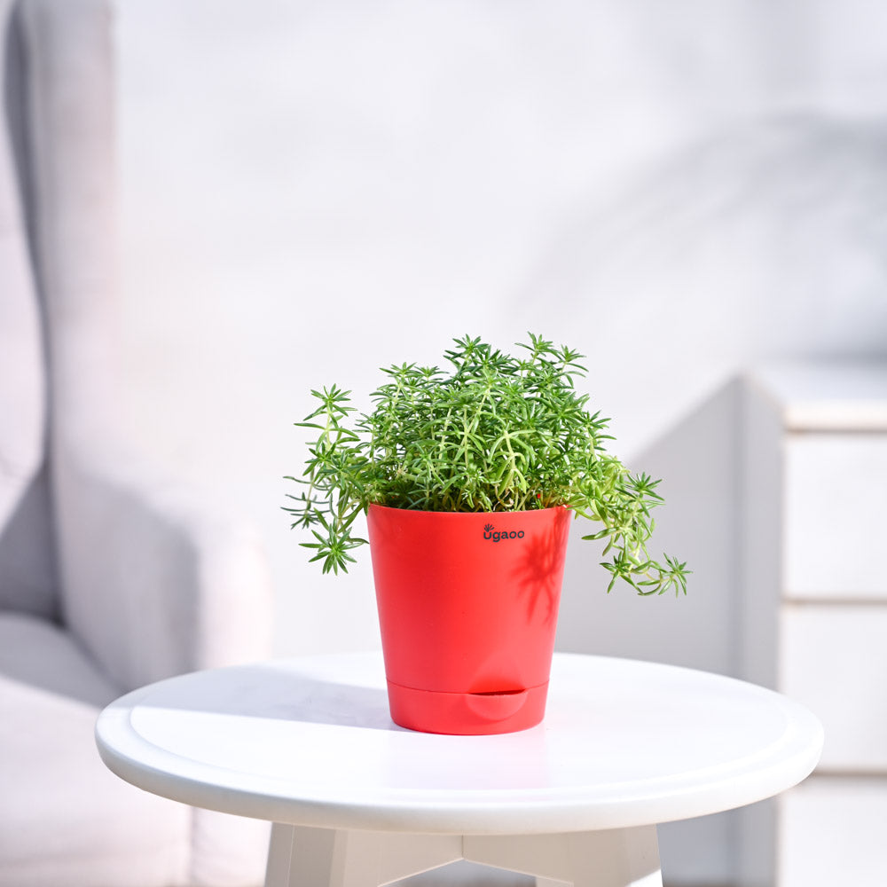 Krish_Red_Self_Watering_Planter