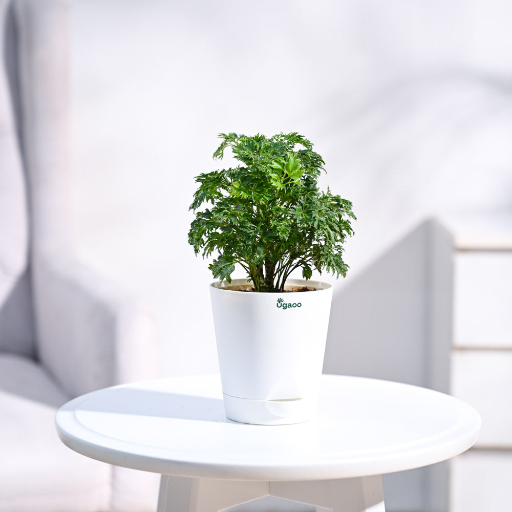 Krish_White_Self_Watering_Planter