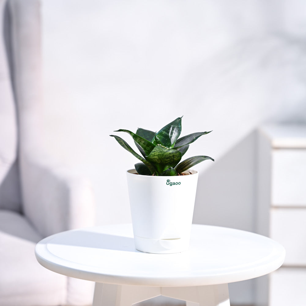 Krish_White_Self_Watering_Planter