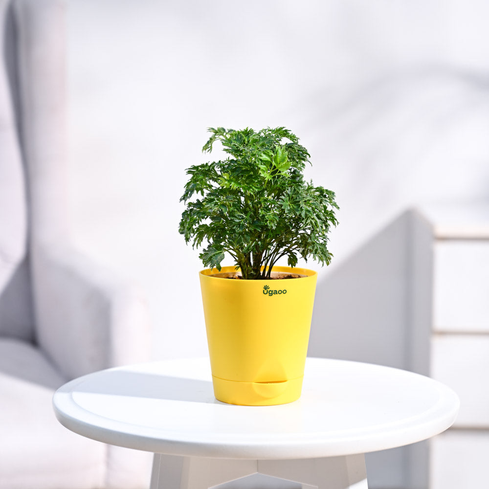 Krish_Yellow_Self_Watering_Planter