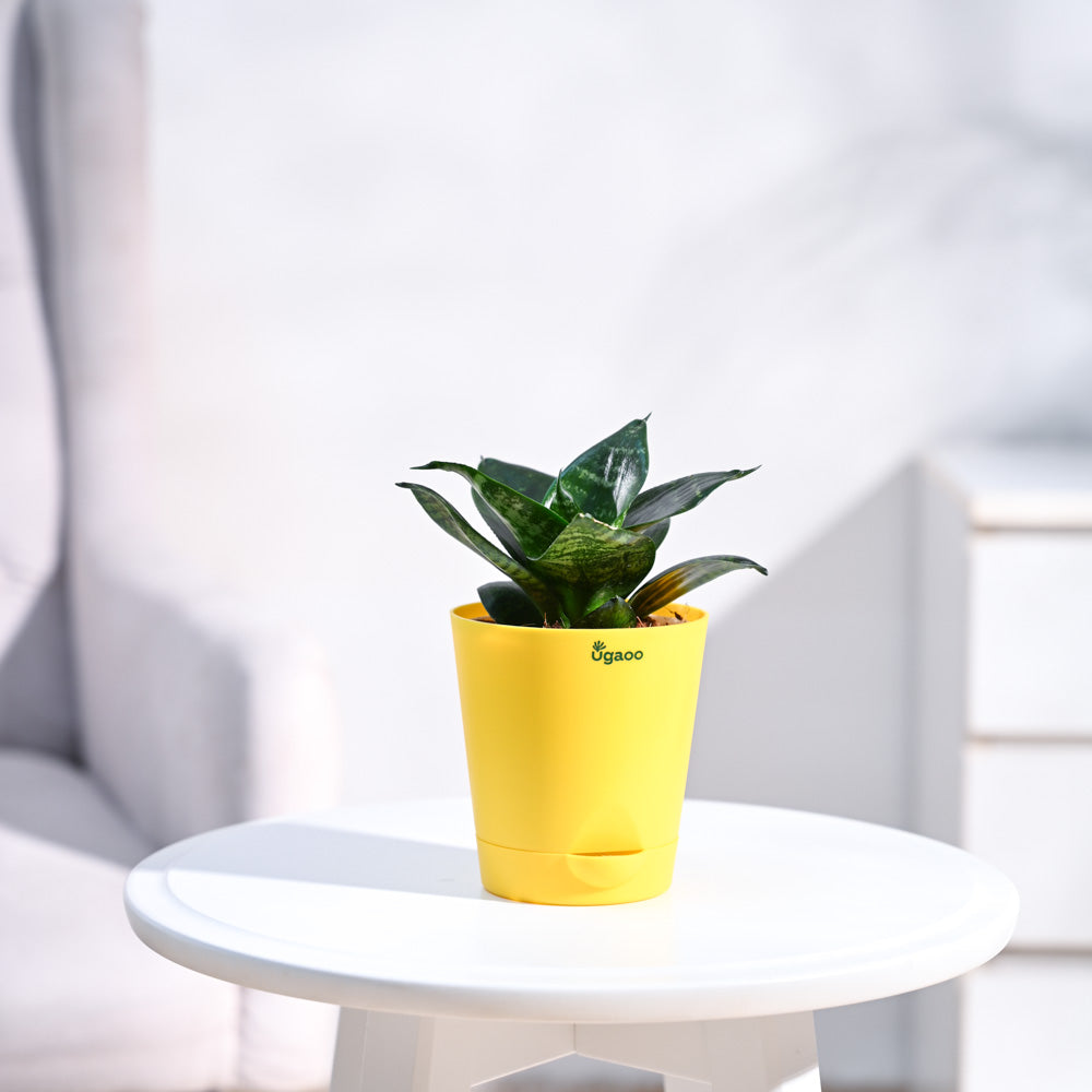 Krish_Yellow_Self_Watering_Planter