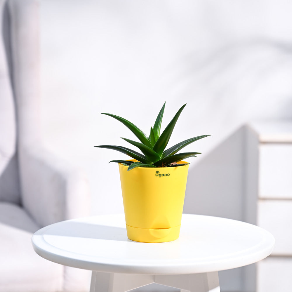 Krish_Yellow_Self_Watering_Planter