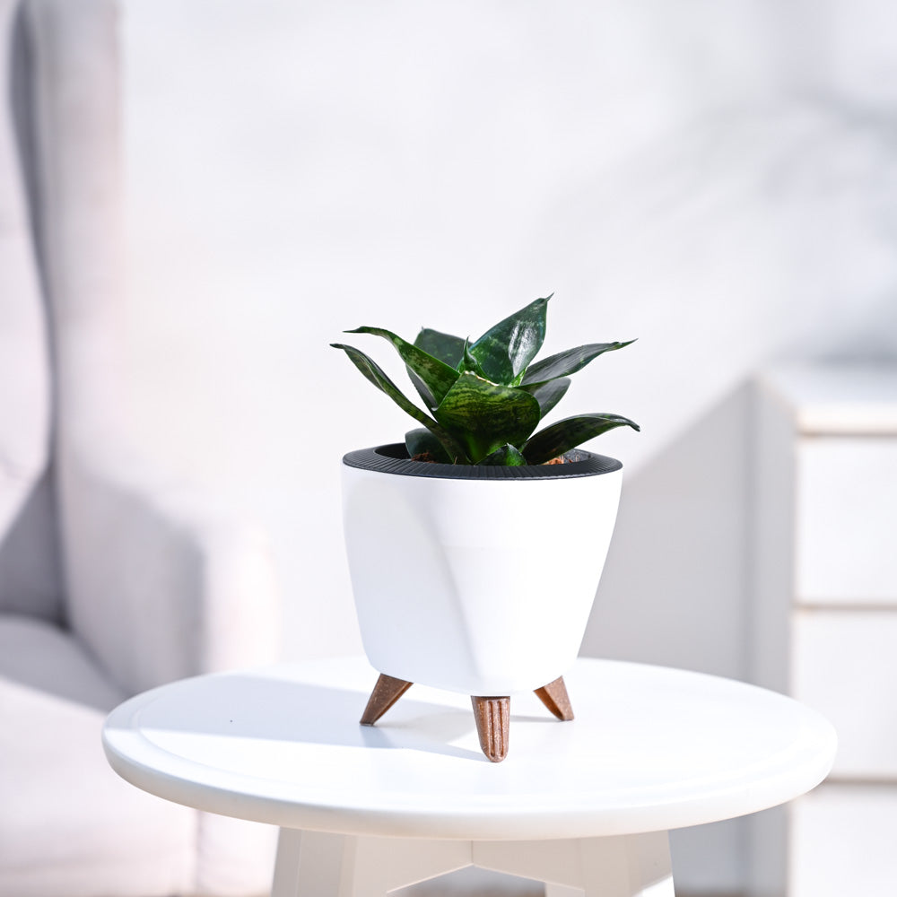 Lagos_Planter__White