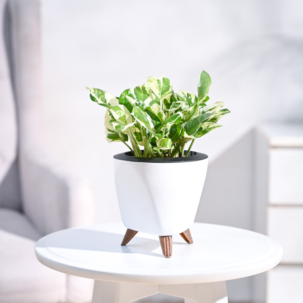 Lagos_Planter__White