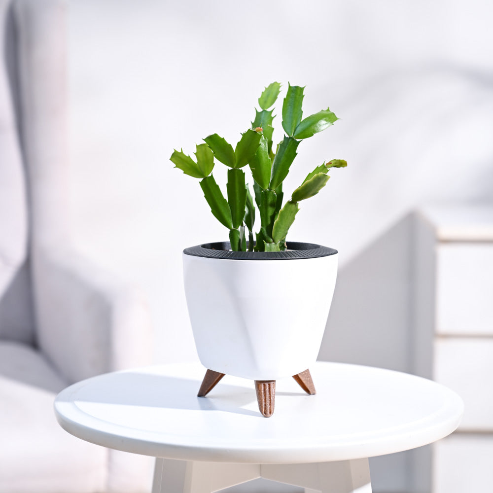 Lagos_Planter__White