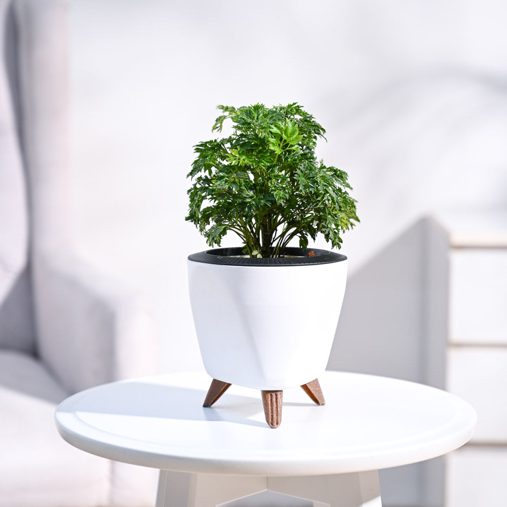 Lagos_Planter__White