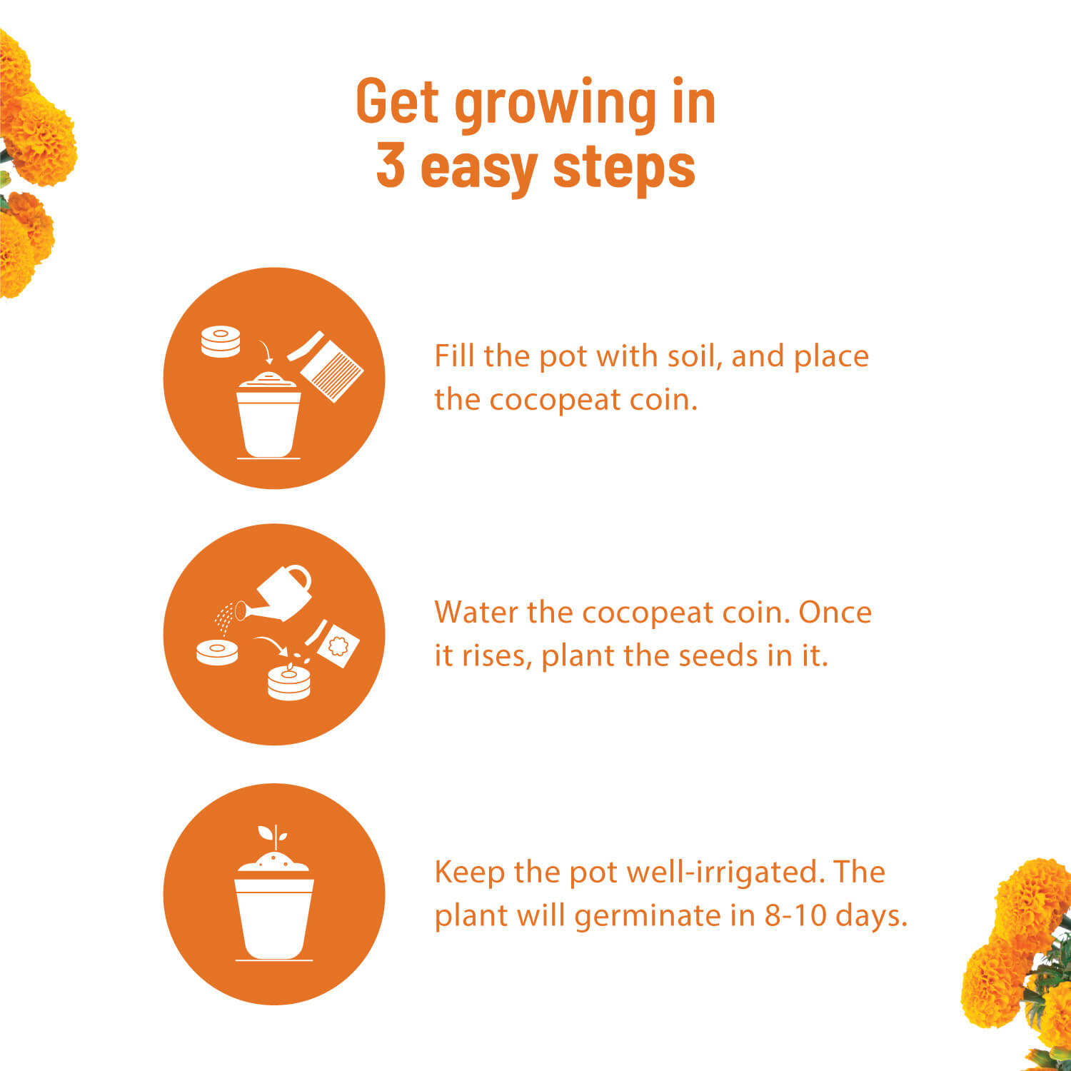 Marigold Grow Kit