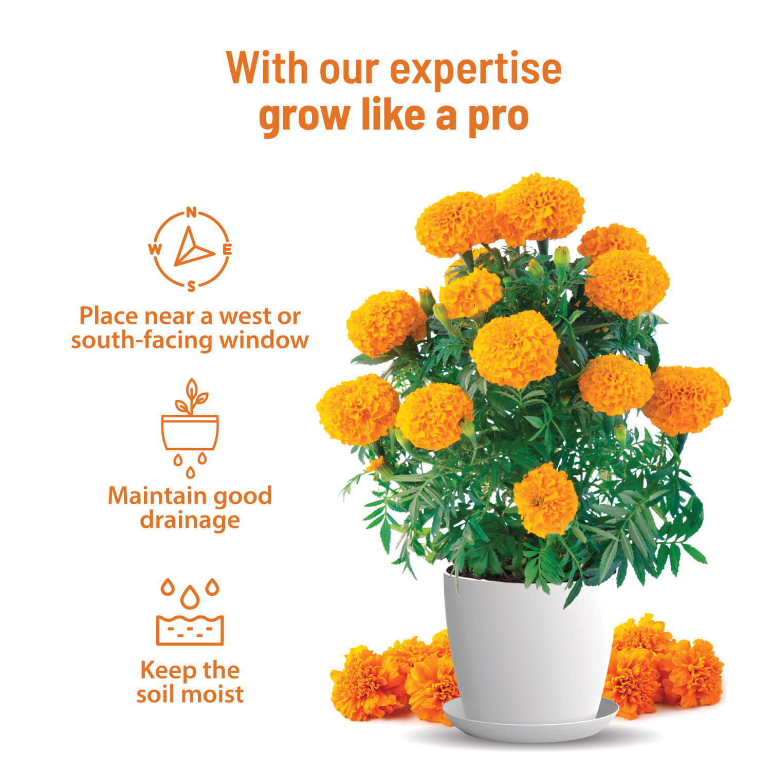 Marigold Grow Kit