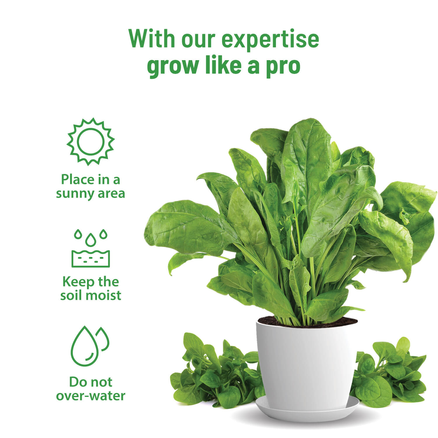 Spinach Grow Kit